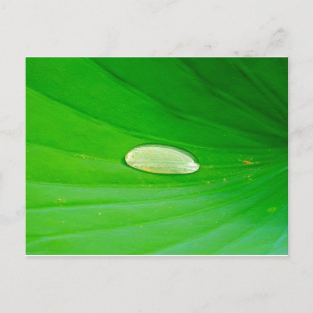 Carte postale de nénuphar (Devant)