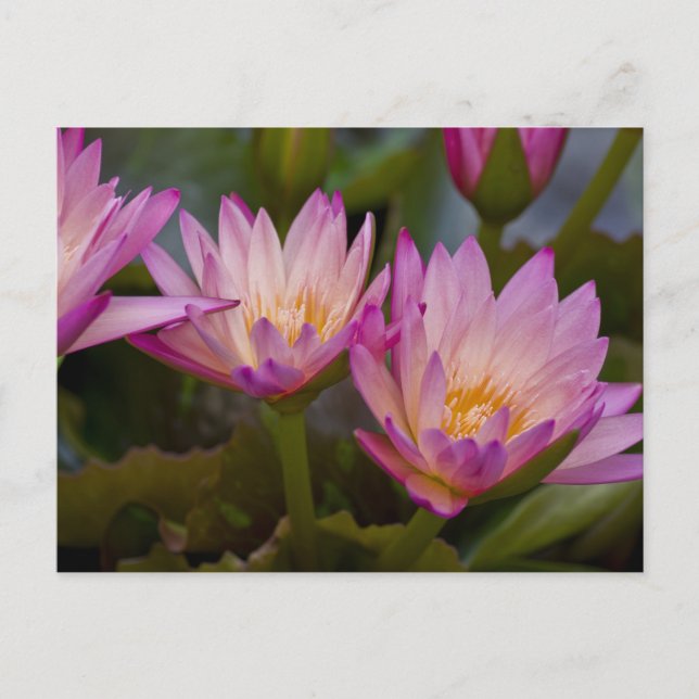 Carte postale de nénuphars rose pourpre (Devant)