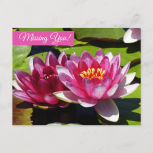 Carte postale de nénuphars roses