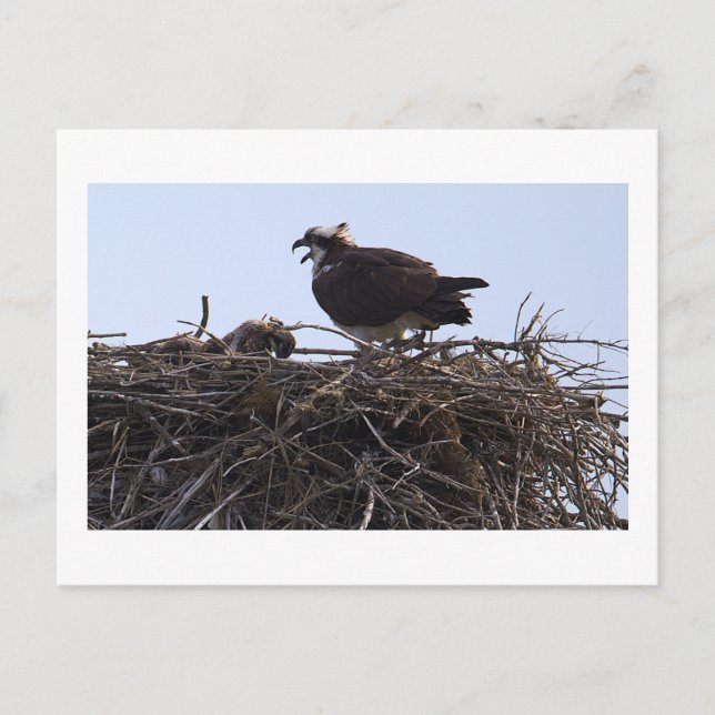 Carte postale de nid d'aigle de mer  (Devant)