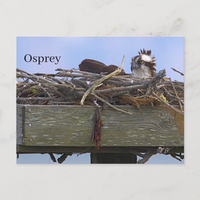 Carte postale de nid d'aigle de mer (Devant)