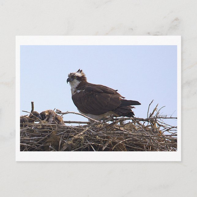 Carte postale de nid d'aigle de mer  (Devant)