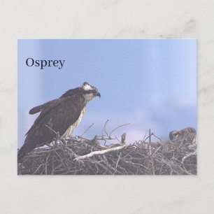 Carte postale de nid d'aigle de mer