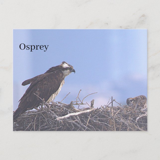 Carte postale de nid d'aigle de mer (Devant)