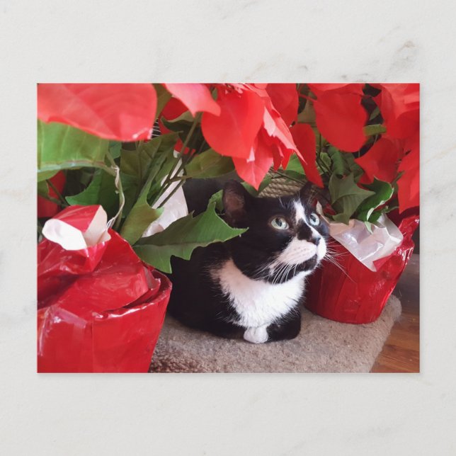 Carte postale de Noël (Devant)