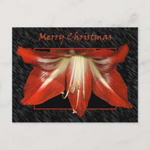 Carte postale de Noël Amaryllis