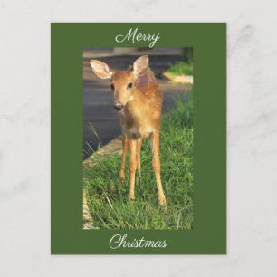 Carte postale de Noël avec photo de cerf