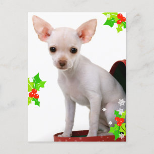 Carte postale de Noël Chihuahua