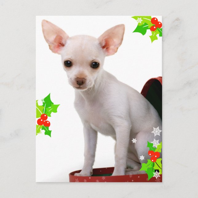 Carte postale de Noël Chihuahua (Devant)