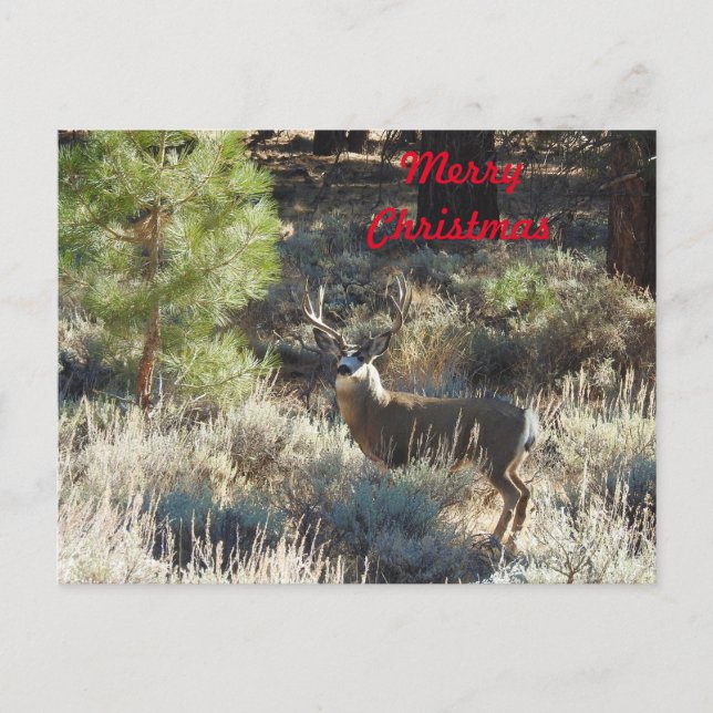 Carte postale de Noël, faune, sac, chasseur (Devant)