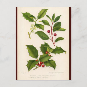 Carte postale de Noël illustrée par Holly Botanica