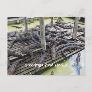 Carte Postale de nombreux alligators