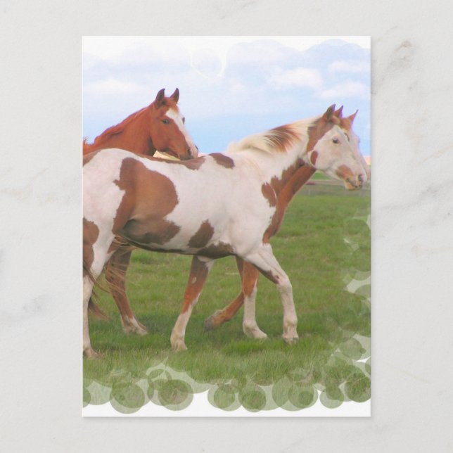 Carte postale de paire de chevaux (Devant)