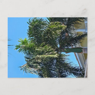 Carte postale de palmier