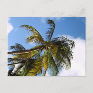 Carte postale de palmier