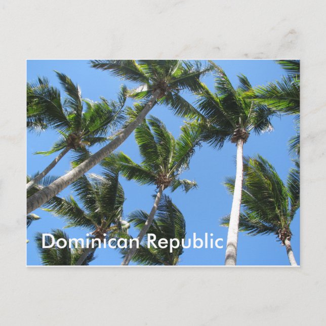 Carte postale de palmier dominicain (Devant)