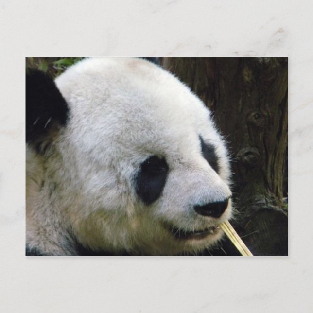 Carte postale de Panda Lookee-Loo (Devant)