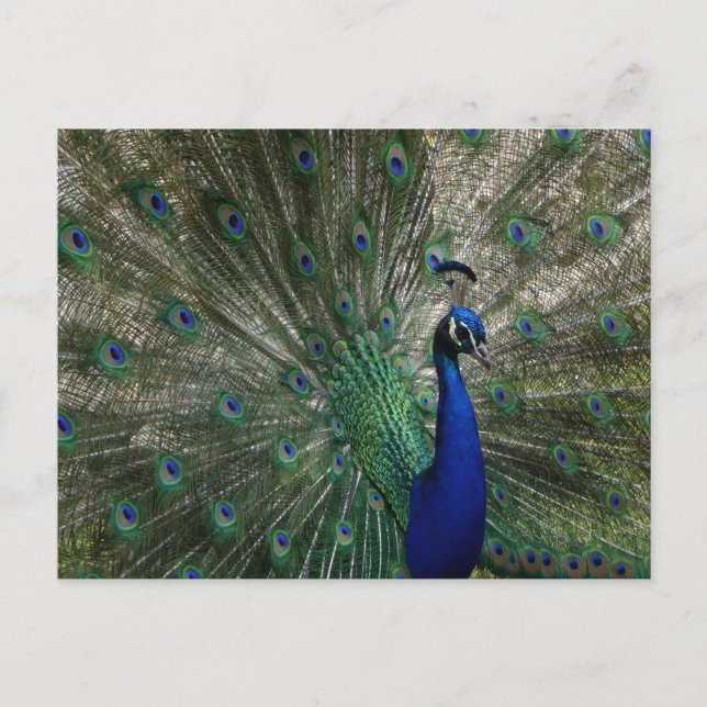 Carte postale de paon (Devant)