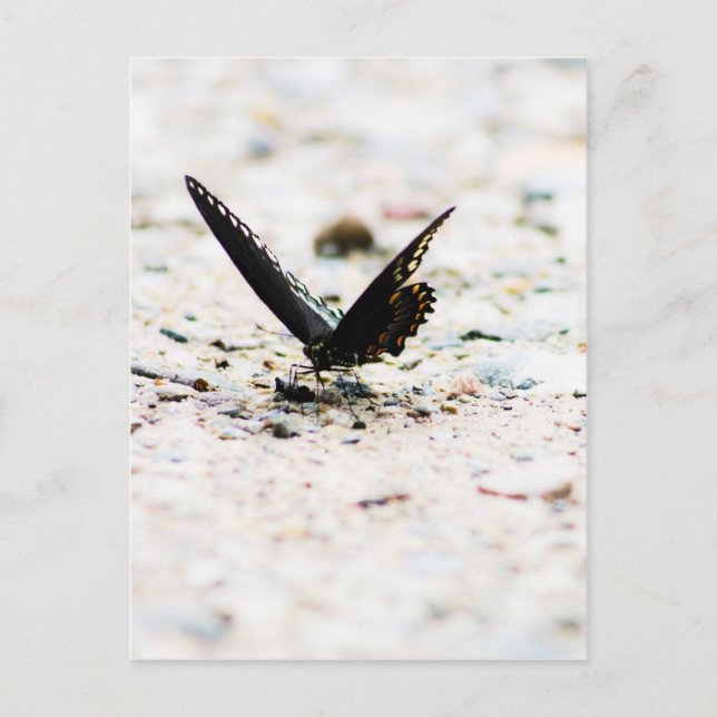 Carte postale de papillon à épicéa (Devant)