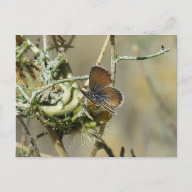 Carte postale de Papillon bleu occidental Pygmy (Devant)