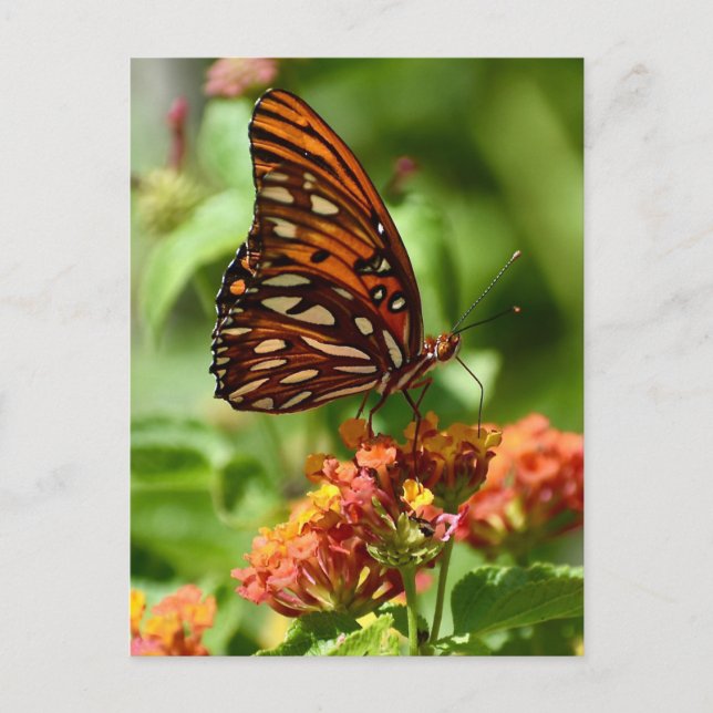 Carte postale de papillon Gulf Fritillary (Devant)