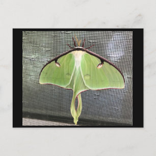 Carte postale de papillon lune