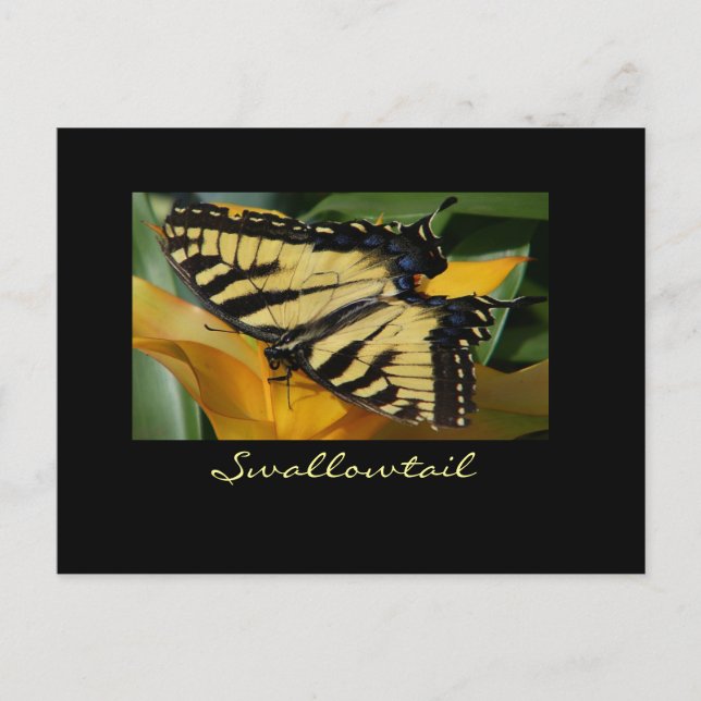 Carte postale de papillon Swallowtail (Devant)