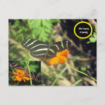 Carte postale de papillon Zebra
