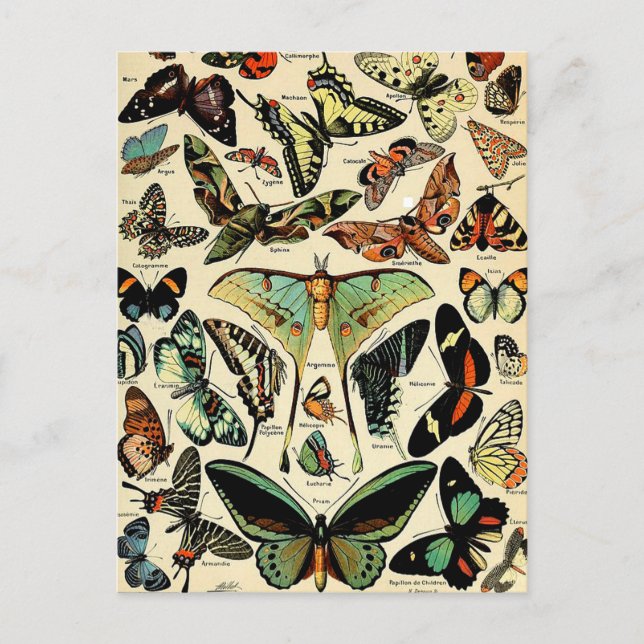 Carte postale de papillons d'Adolphe Millot (Devant)