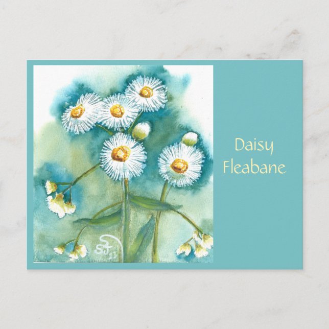 Carte postale de pâquerette Erigeron (Devant)
