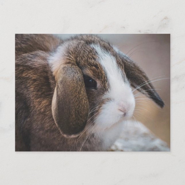 Carte postale de Pâques de lapin mignon (Devant)
