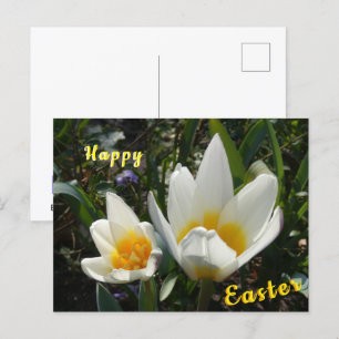 Carte postale de Pâques Jaune blanc Tulipes