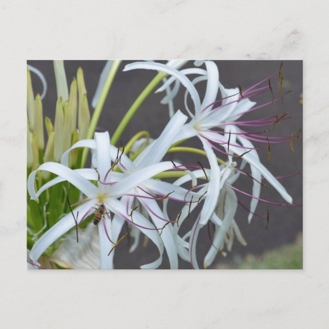 Carte postale de parfum floral (Devant)