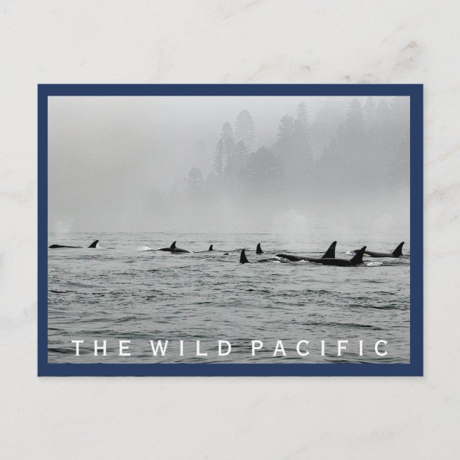 Carte postale de passage de baleines (Devant)