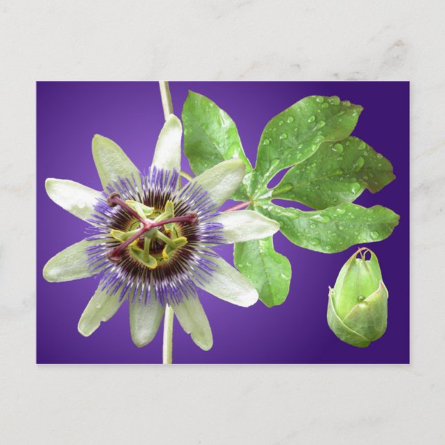 Carte postale de Passionflower (Devant)