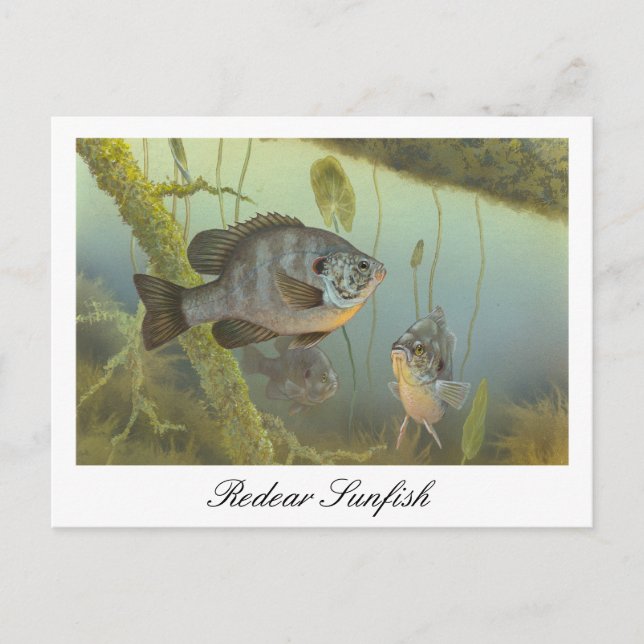 Carte postale de peinture de poisson-soleil de Rec (Devant)