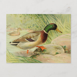 Carte postale de peinture Vintage Mallard Duck
