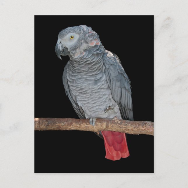 Carte postale de perroquet agaçant (Devant)