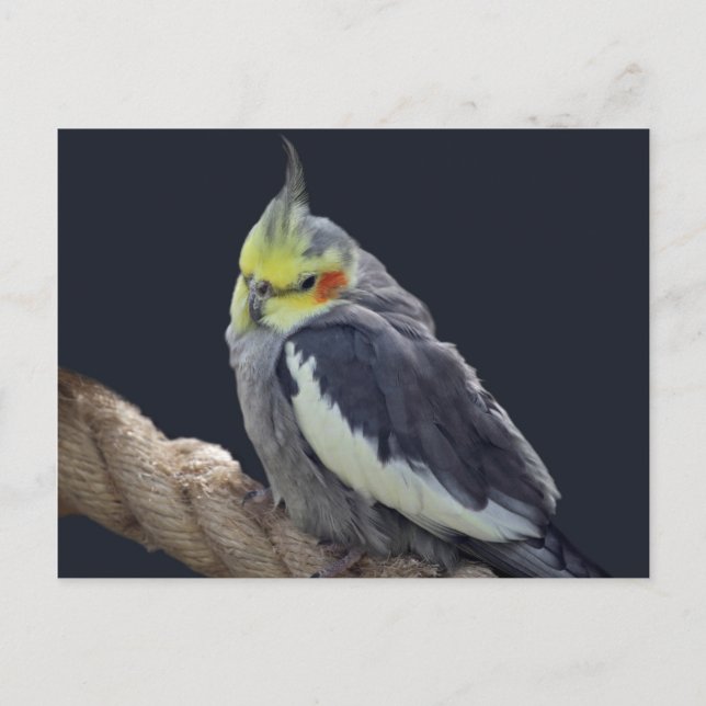 Carte postale de Perruche caline (Devant)