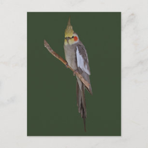 Carte postale de perruche mignonne