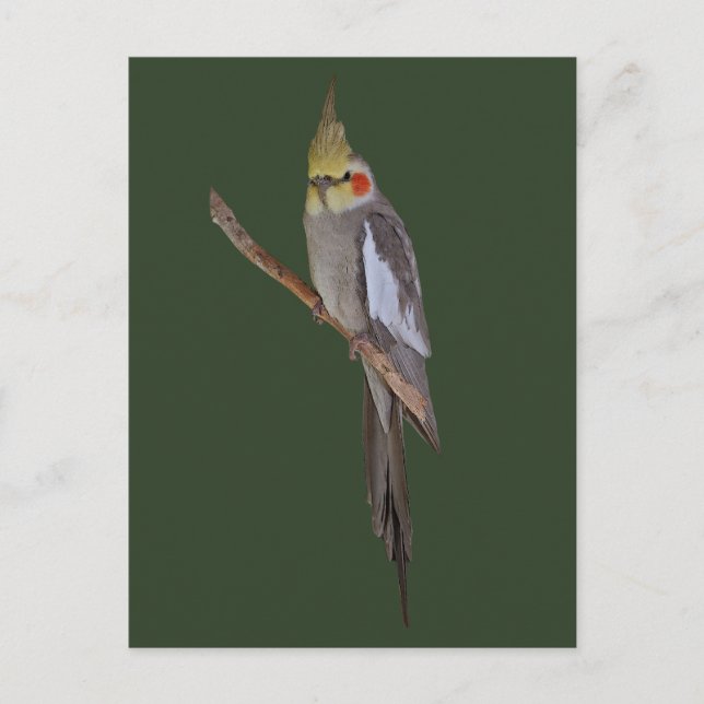Carte postale de perruche mignonne (Devant)