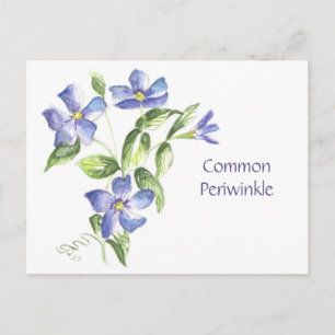 Carte postale de pervenche commune