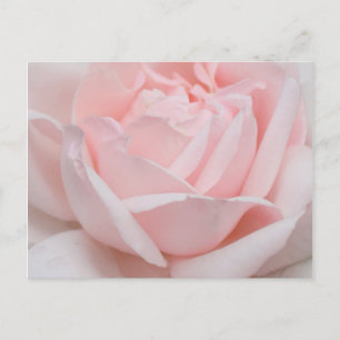 Carte postale de pétales de rose