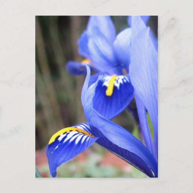 carte postale de pétales d'iris (Devant)