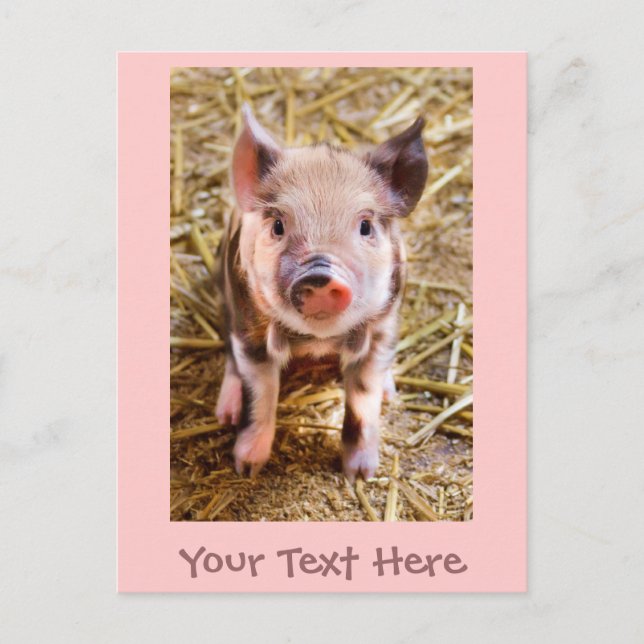 Carte postale de petit cochonnet rose mignon (Devant)
