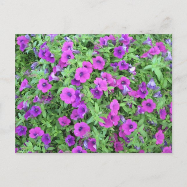 Carte postale de Pétunias Violettes (Devant)