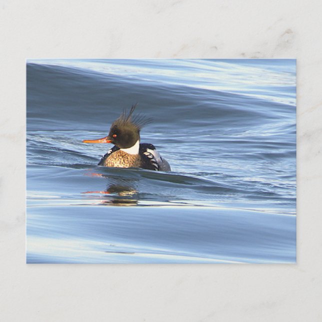 Carte postale de photo de canard (Devant)