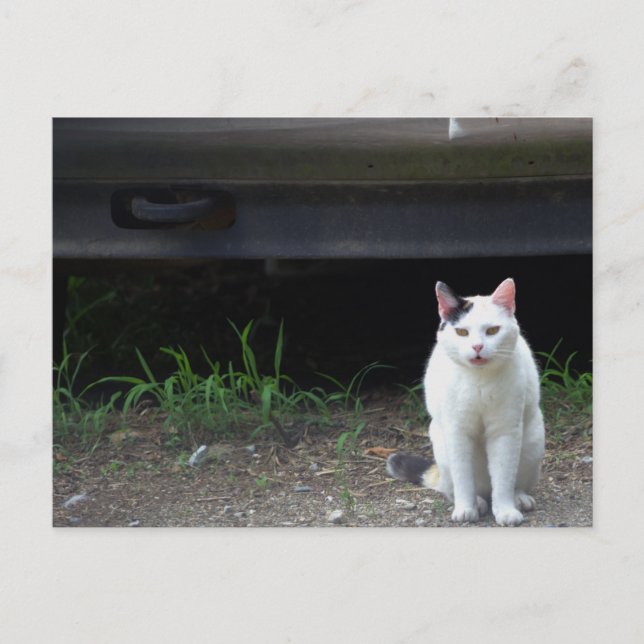 Carte postale de photo de chat  (Devant)