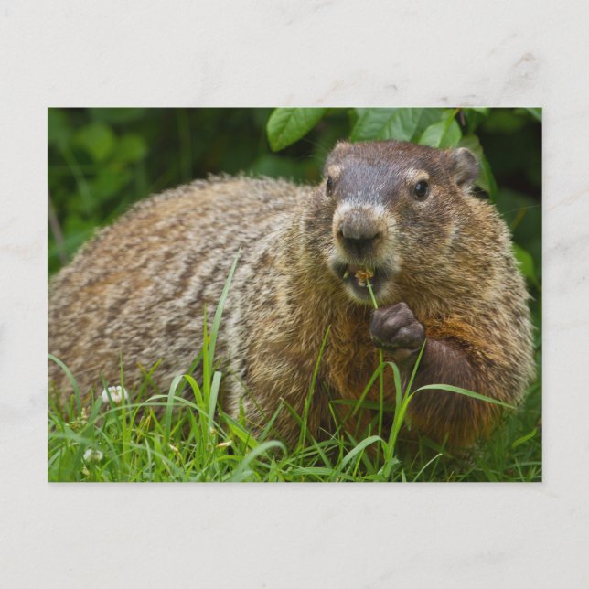 Carte postale de photo de la marmotte mignonne man