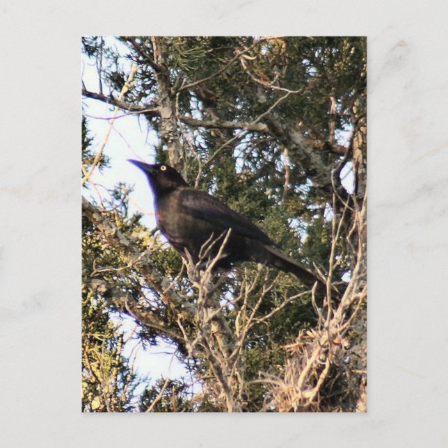 Carte postale de photo Grackle Grande Queue (Devant)